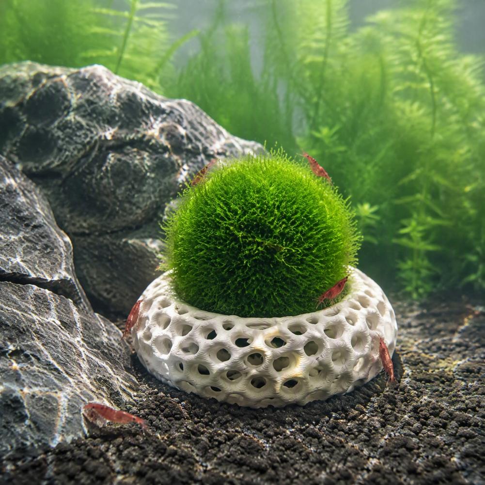 Planted Aquarium Anubias - Aquarium Decorations for Shrimp 2-pack Shrimp