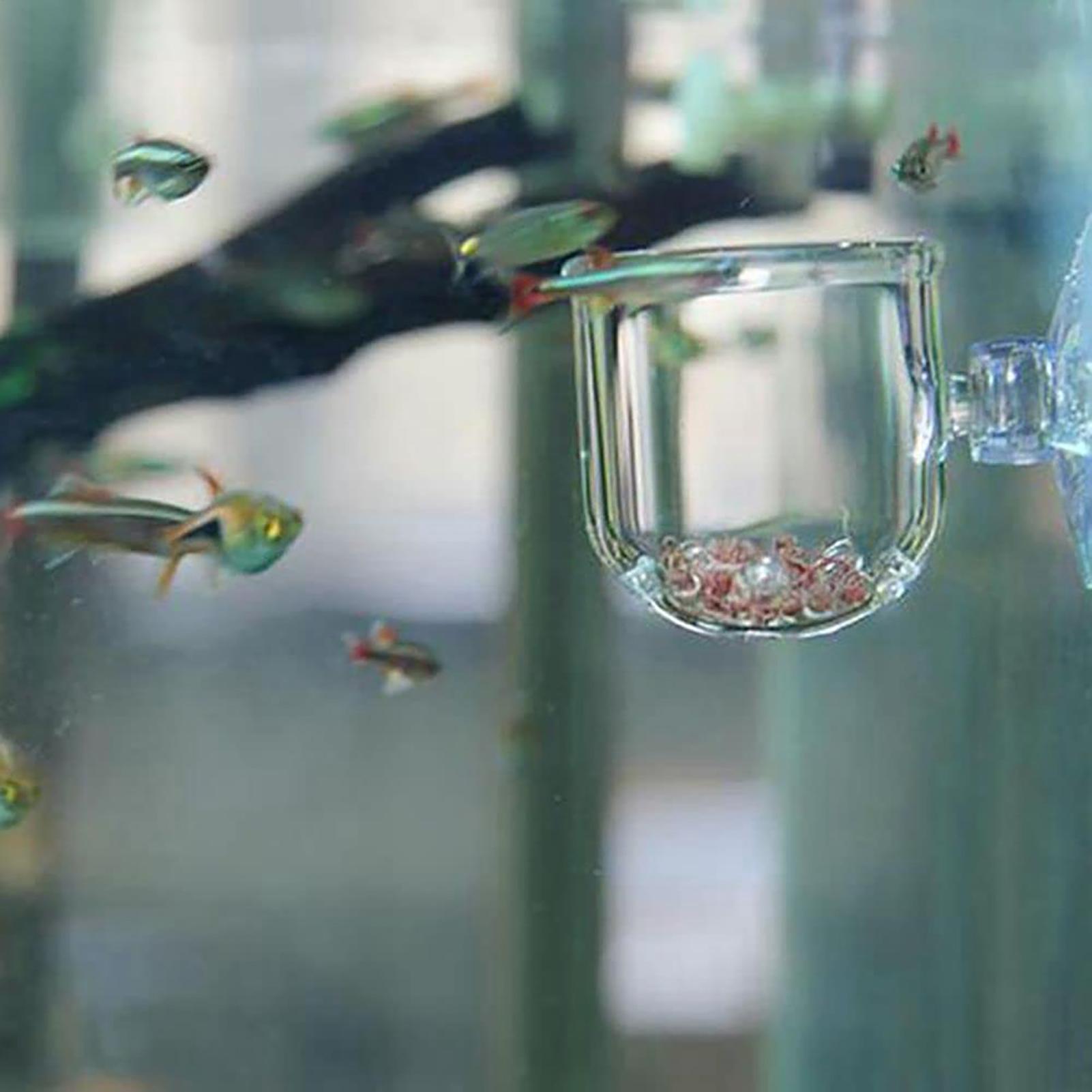 Aquarium Plant Pot Glass Cylin - Aquarium Planted Seeds ulasan dan harga