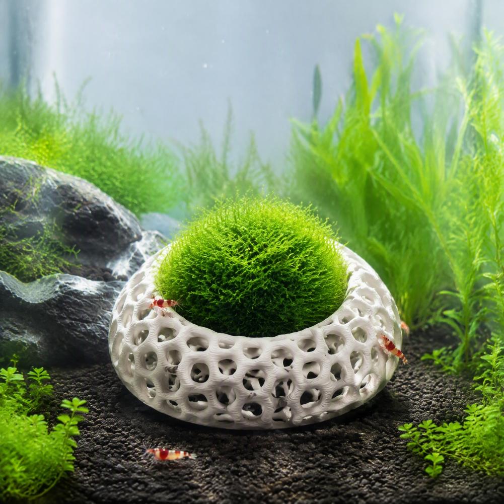 Cherry Shrimp Tank Decor 2-pac - Planted Aquarium Anubias ulasan dan harga