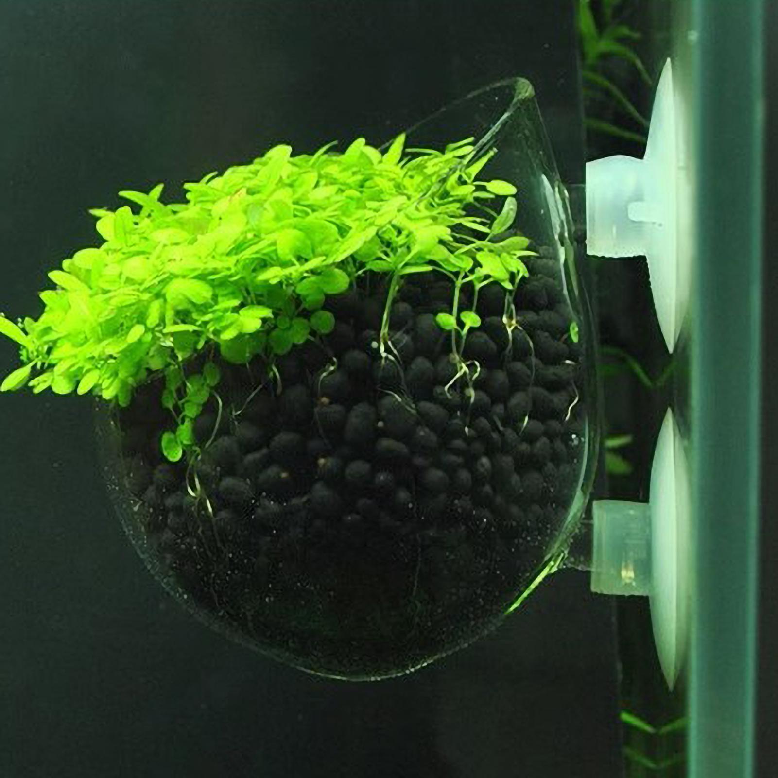 Aquarium Plant Holder Glass Aq - Aquarium Planted Tank Substrate ulasan dan harga