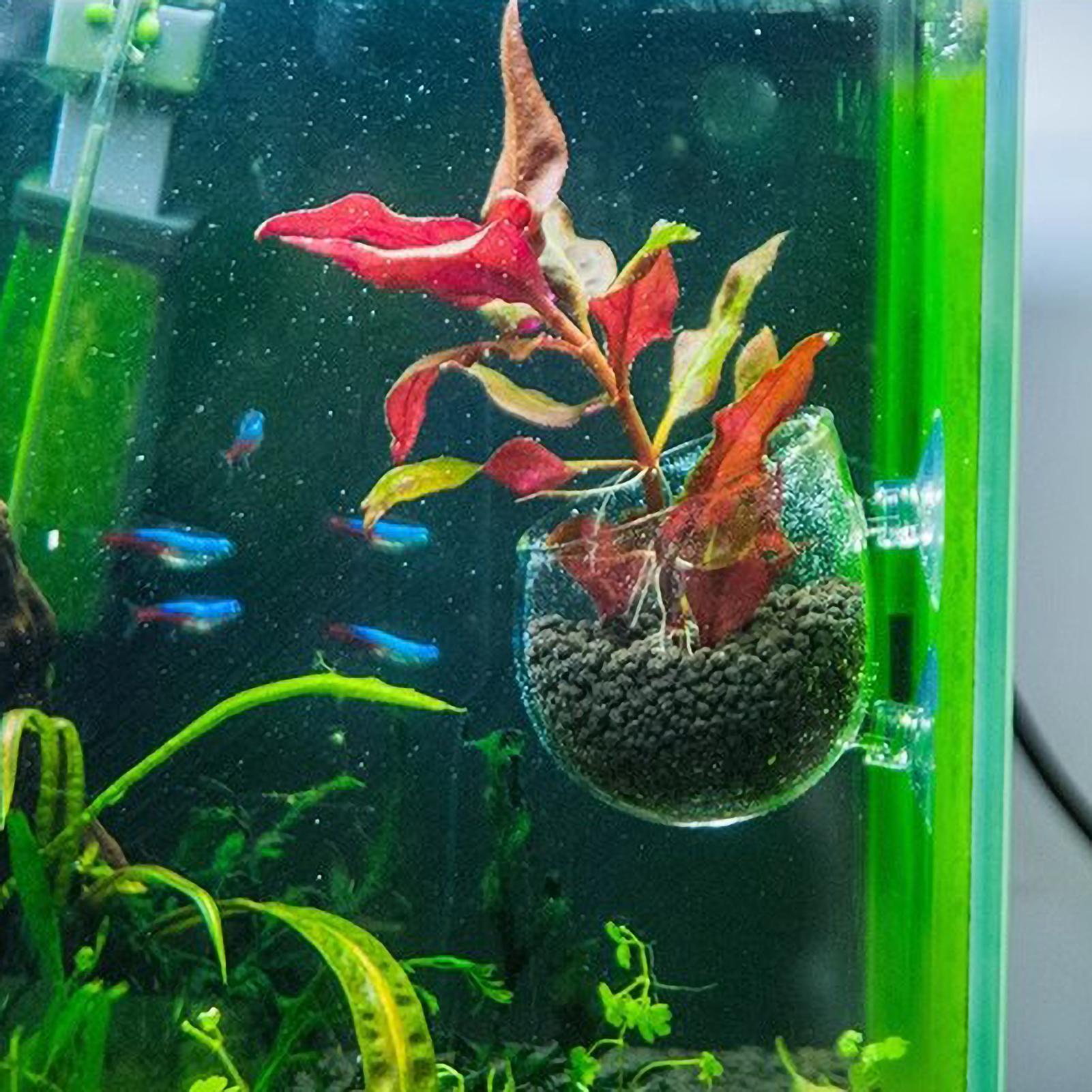 Aquarium Plant Holder Glass Aq - Aquarium Planted Tank Substrate ulasan dan harga