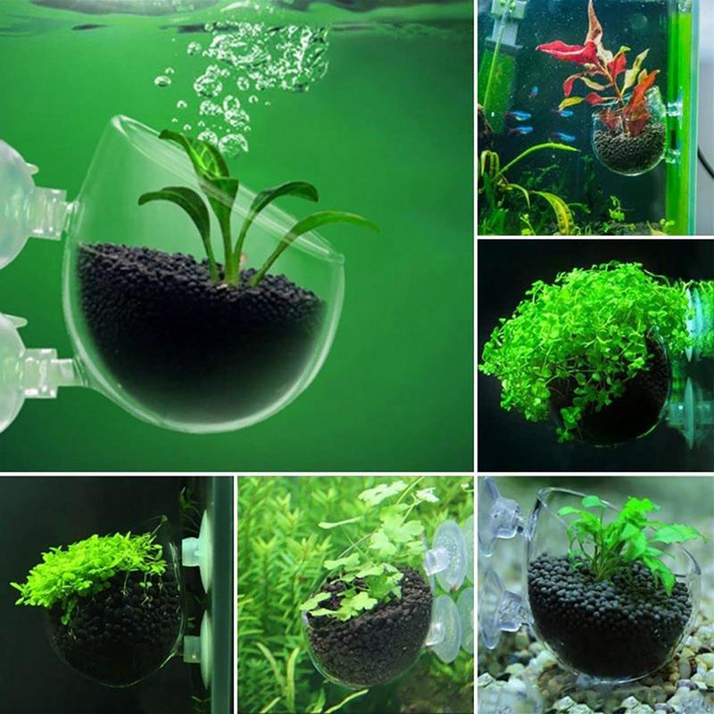Acrylic Aquatic Plant Cup Aqua - Aquarium Planted Seeds ulasan dan harga