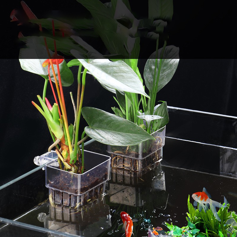 1Pc Aquarium Hydroponic Plant  - Aquarium Planted Seeds ulasan dan harga