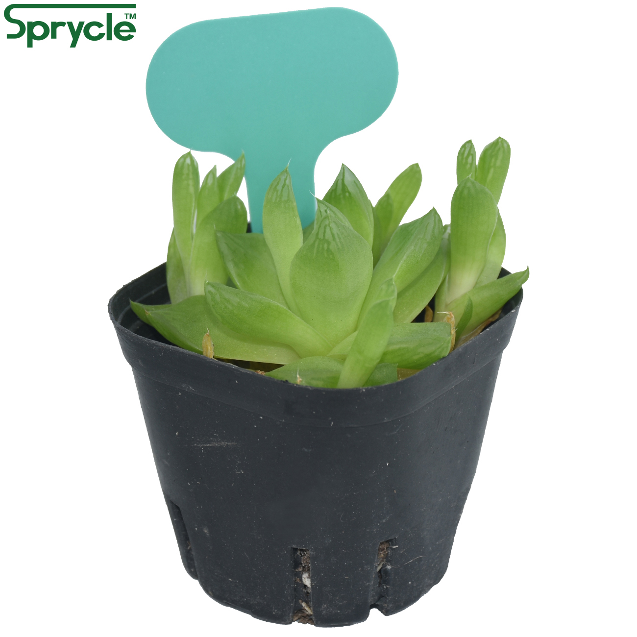 SPRYCLE 50PCS 50*70MM Colorful - Tissue Culture Plant ulasan dan harga