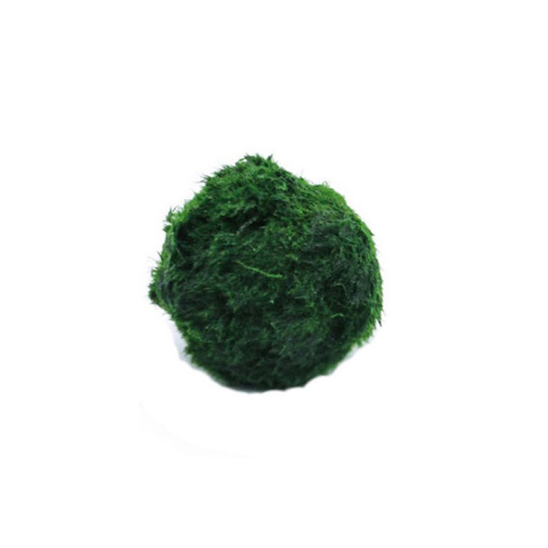 Marimo Moss Balls Live Aquariu - Aquarium Planted Tank Substrate ulasan dan harga