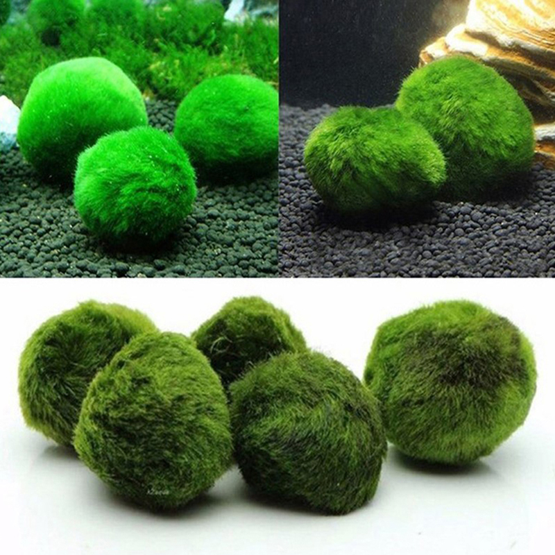 Marimo Moss Balls Live Aquariu - Aquarium Planted Tank Substrate ulasan dan harga