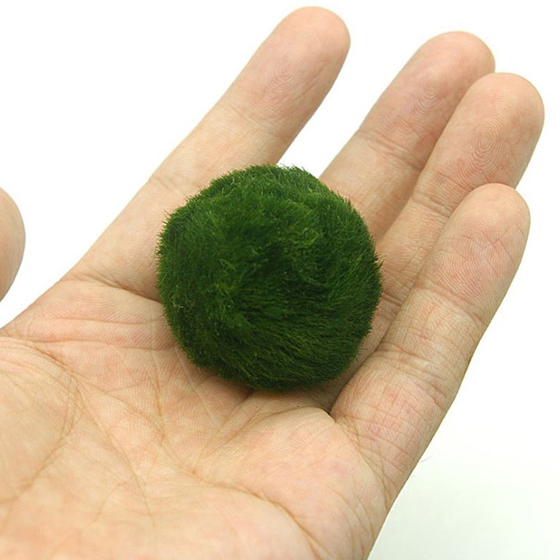 Marimo Moss Balls Live Aquariu - Aquarium Planted Tank Substrate ulasan dan harga