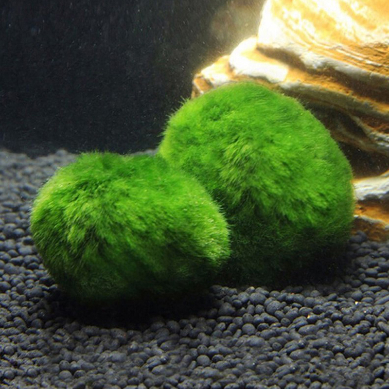 Marimo Moss Balls Live Aquariu - Aquarium Planted Tank Substrate ulasan dan harga
