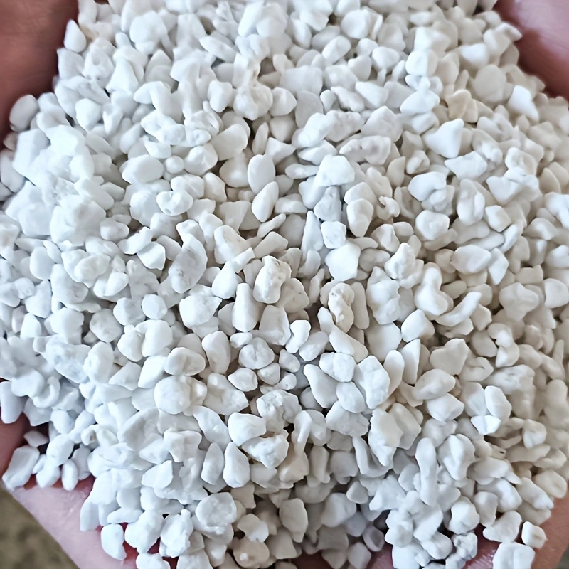1 Pack of 3-6mm Horticultural  - Tissue Culture Plant ulasan dan harga