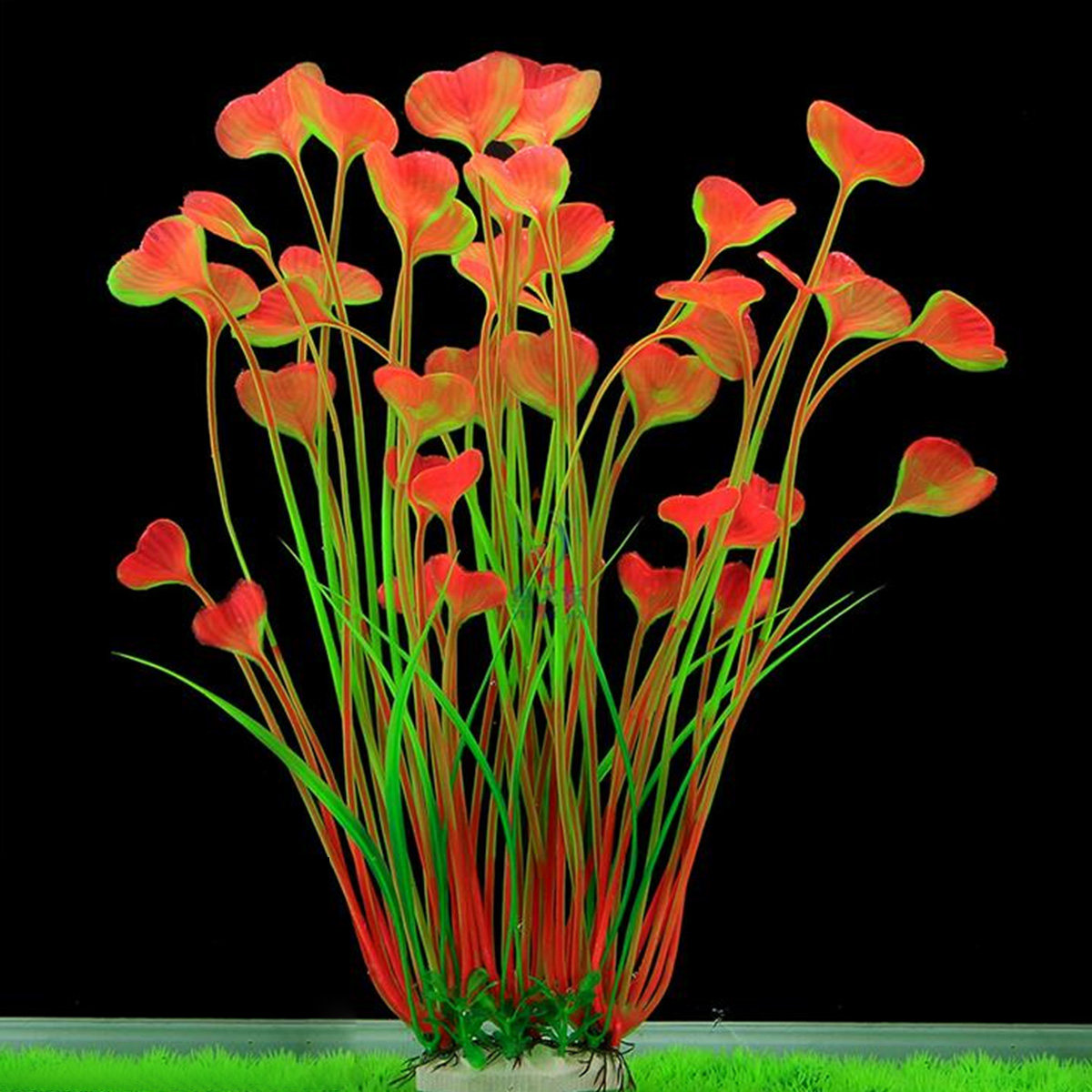 40cm Aquarium Plant Heart Gras - Planted Aquarium Freshwater ulasan dan harga
