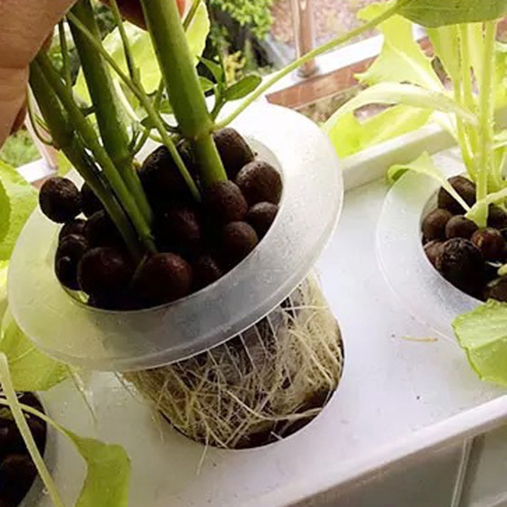 10/50pcs Durable Planting Aqua - Aquarium Planted Seeds ulasan dan harga