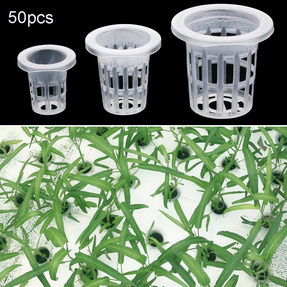 10/50pcs Garden Supplies Plant - Aquarium Planted Seeds ulasan dan harga